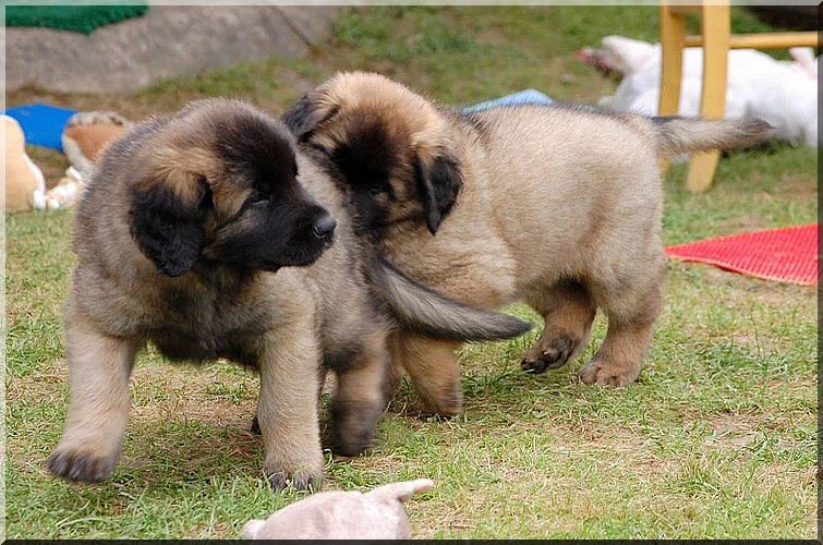 leonberger 058.jpg